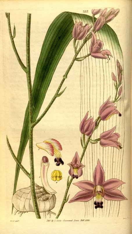 Vintage Victorian Retro Biological Flowers 481158 A4 Photo Print