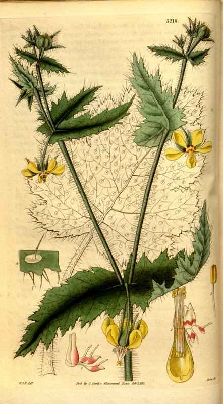 Vintage Victorian Retro Biological Flowers 481161 A4 Photo Print