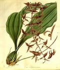 Vintage Victorian Retro Biological Flowers 481167 A4 Photo Print