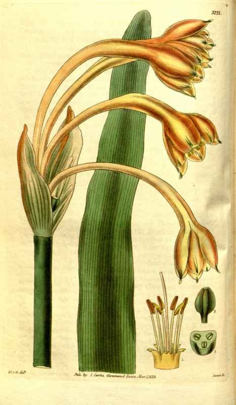Vintage Victorian Retro Biological Flowers 481170 A4 Photo Print