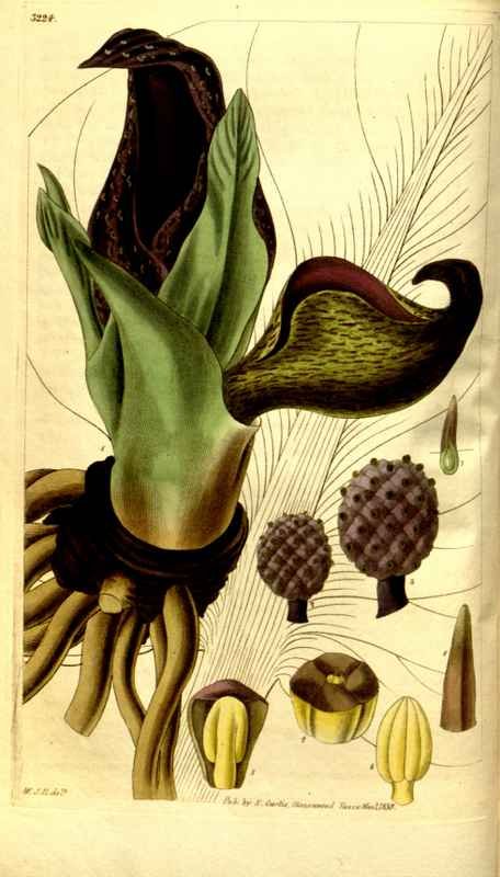 Vintage Victorian Retro Biological Flowers 481179 A4 Photo Print