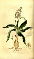 Vintage Victorian Retro Biological Flowers 481187 A4 Photo Print