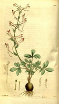 Vintage Victorian Retro Biological Flowers 481201 A4 Photo Print