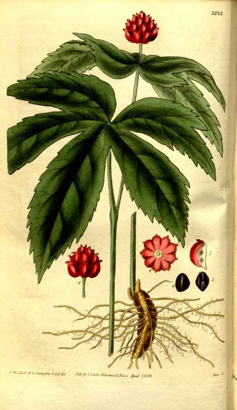 Vintage Victorian Retro Biological Flowers 481207 A4 Photo Print