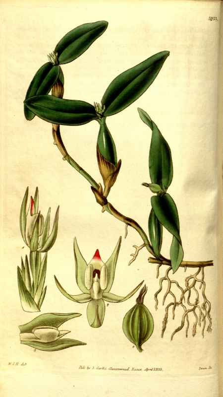Vintage Victorian Retro Biological Flowers 481210 A4 Photo Print