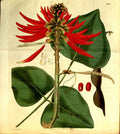 Vintage Victorian Retro Biological Flowers 481213 A4 Photo Print