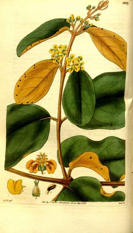 Vintage Victorian Retro Biological Flowers 481222 A4 Photo Print