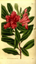 Vintage Victorian Retro Biological Flowers 481228 A4 Photo Print