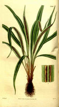 Vintage Victorian Retro Biological Flowers 481230 A4 Photo Print