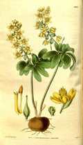Vintage Victorian Retro Biological Flowers 481246 A4 Photo Print