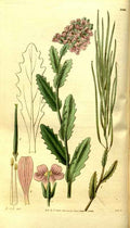 Vintage Victorian Retro Biological Flowers 481249 A4 Photo Print