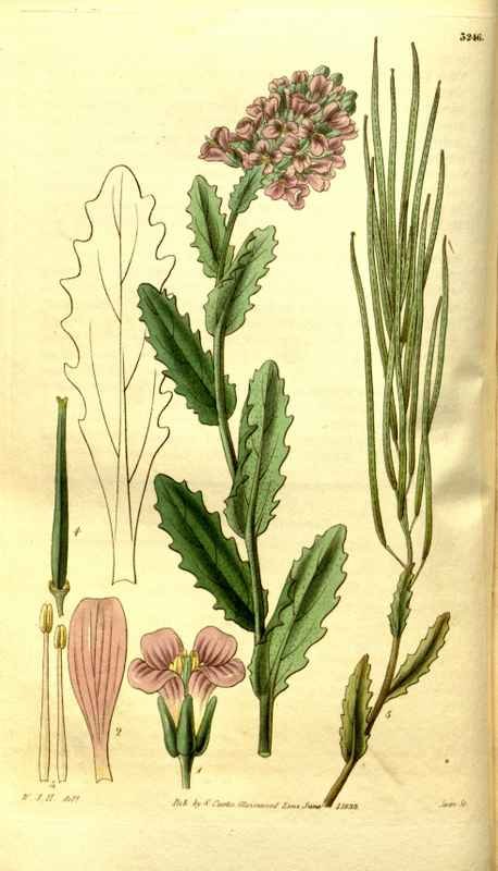 Vintage Victorian Retro Biological Flowers 481249 A4 Photo Print