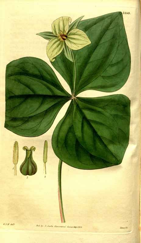 Vintage Victorian Retro Biological Flowers 481261 A4 Photo Print