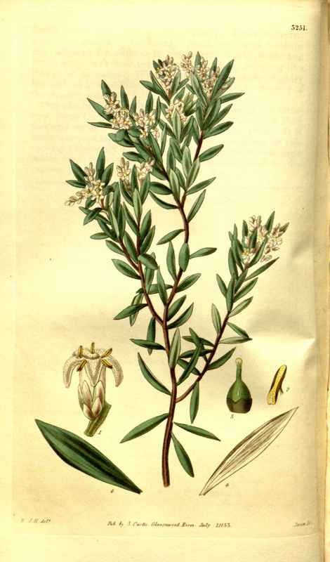Vintage Victorian Retro Biological Flowers 481264 A4 Photo Print