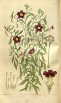 Vintage Victorian Retro Biological Flowers 481283 A4 Photo Print
