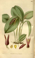 Vintage Victorian Retro Biological Flowers 481298 A4 Photo Print