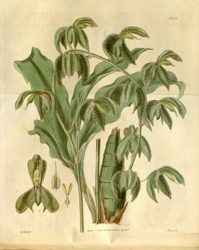 Vintage Victorian Retro Biological Flowers 481301 A4 Photo Print