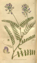 Vintage Victorian Retro Biological Flowers 481304 A4 Photo Print