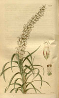 Vintage Victorian Retro Biological Flowers 481307 A4 Photo Print