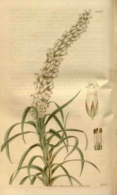 Vintage Victorian Retro Biological Flowers 481307 A4 Photo Print