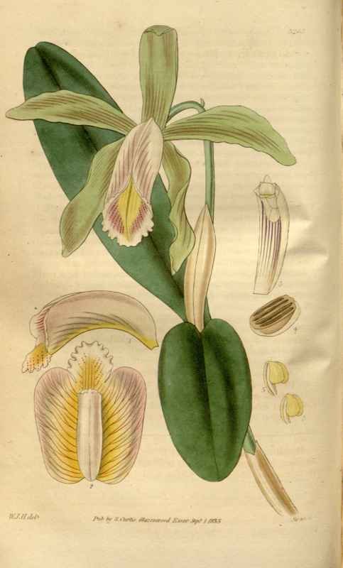 Vintage Victorian Retro Biological Flowers 481310 A4 Photo Print