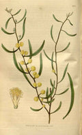 Vintage Victorian Retro Biological Flowers 481313 A4 Photo Print