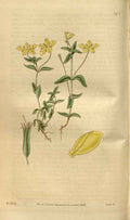 Vintage Victorian Retro Biological Flowers 481334 A4 Photo Print