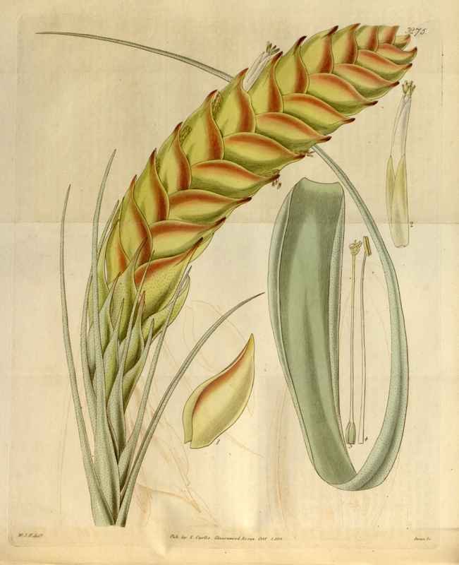Vintage Victorian Retro Biological Flowers 481340 A4 Photo Print