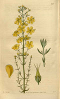 Vintage Victorian Retro Biological Flowers 481346 A4 Photo Print