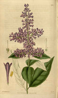 Vintage Victorian Retro Biological Flowers 481349 A4 Photo Print