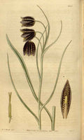 Vintage Victorian Retro Biological Flowers 481355 A4 Photo Print