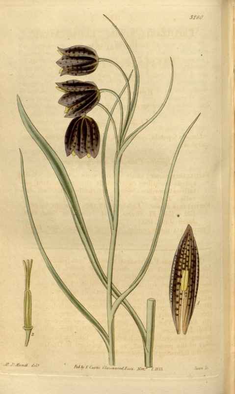 Vintage Victorian Retro Biological Flowers 481355 A4 Photo Print