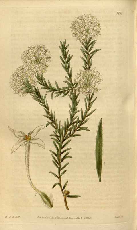 Vintage Victorian Retro Biological Flowers 481358 A4 Photo Print