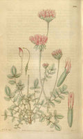 Vintage Victorian Retro Biological Flowers 481367 A4 Photo Print