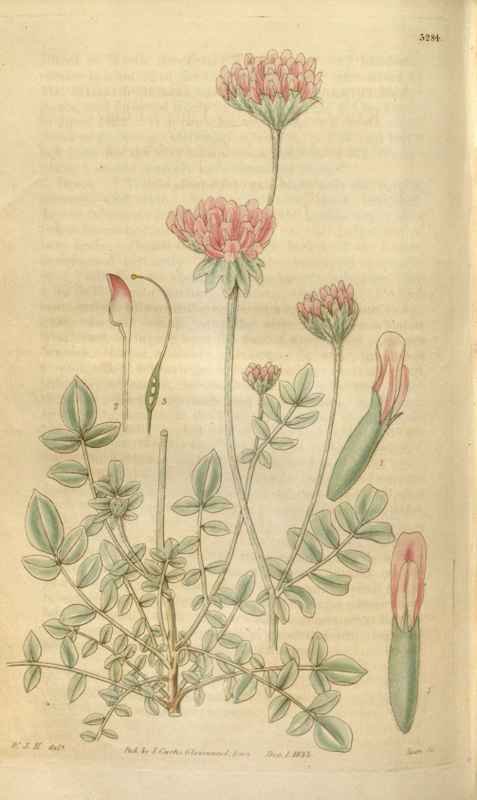 Vintage Victorian Retro Biological Flowers 481367 A4 Photo Print