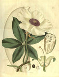 Vintage Victorian Retro Biological Flowers 485122 A4 Photo Print