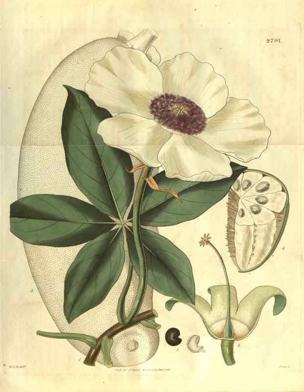 Vintage Victorian Retro Biological Flowers 485122 A4 Photo Print