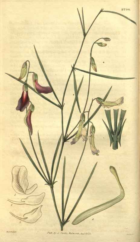 Vintage Victorian Retro Biological Flowers 485137 A4 Photo Print