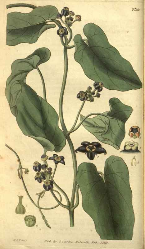 Vintage Victorian Retro Biological Flowers 485150 A4 Photo Print