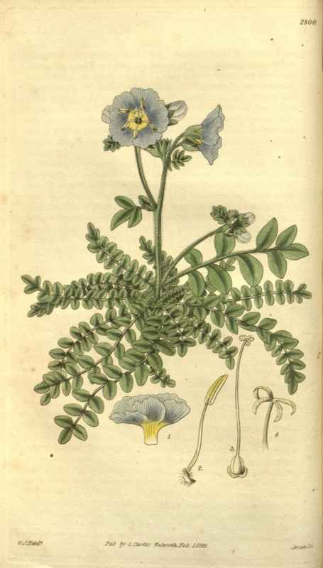 Vintage Victorian Retro Biological Flowers 485153 A4 Photo Print