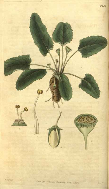Vintage Victorian Retro Biological Flowers 485165 A4 Photo Print