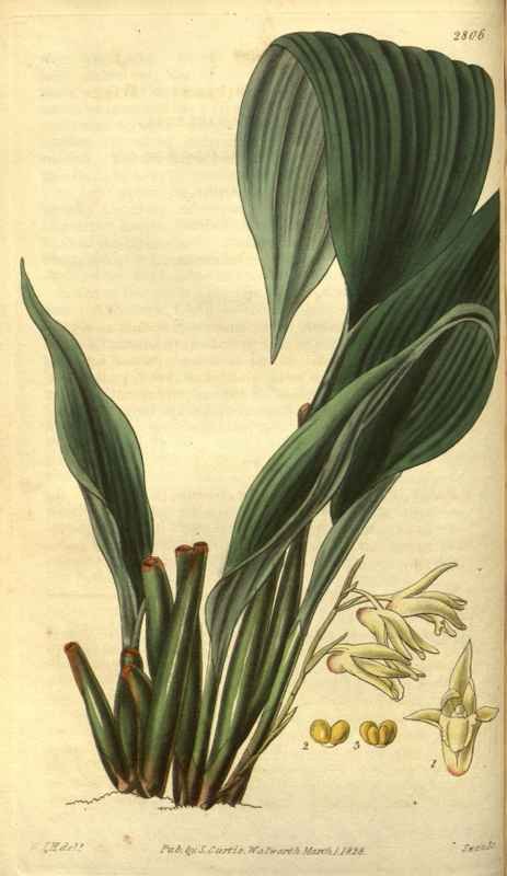 Vintage Victorian Retro Biological Flowers 485171 A4 Photo Print