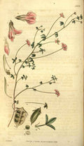 Vintage Victorian Retro Biological Flowers 485177 A4 Photo Print