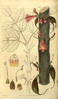 Vintage Victorian Retro Biological Flowers 485204 A4 Photo Print