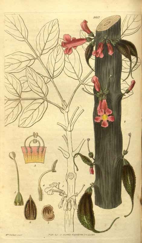 Vintage Victorian Retro Biological Flowers 485204 A4 Photo Print