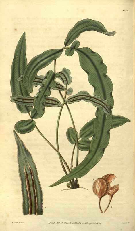 Vintage Victorian Retro Biological Flowers 485207 A4 Photo Print