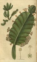 Vintage Victorian Retro Biological Flowers 485213 A4 Photo Print