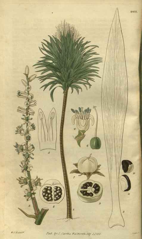 Vintage Victorian Retro Biological Flowers 485261 A4 Photo Print