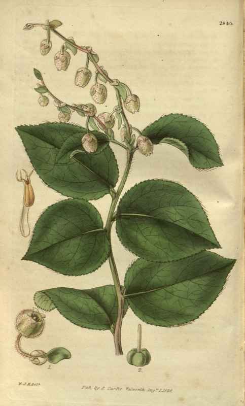 Vintage Victorian Retro Biological Flowers 485285 A4 Photo Print