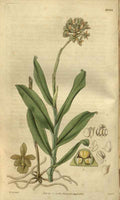 Vintage Victorian Retro Biological Flowers 485288 A4 Photo Print